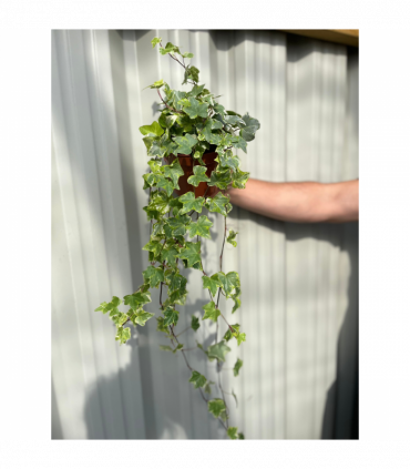 Hedera Helix - Trailing Variegated Ivy (9cm/14cm Pots)