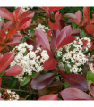 Photinia 'Little Red Robin' 9cm -  5L