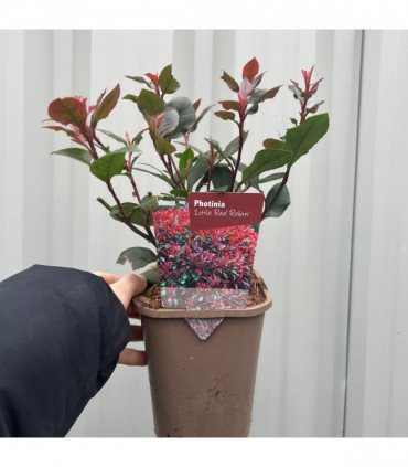 Photinia 'Little Red Robin' 9cm -  5L