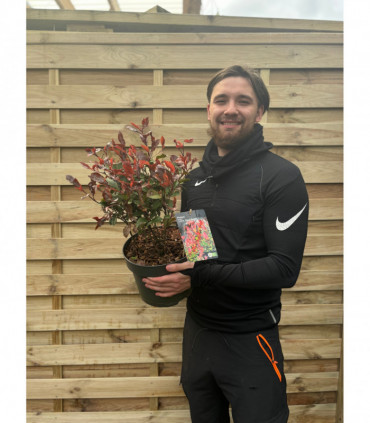 Photinia 'Little Red Robin' 9cm -  5L