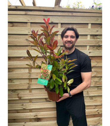 Photinia x fraseri 'Red Robin' 9cm-5L