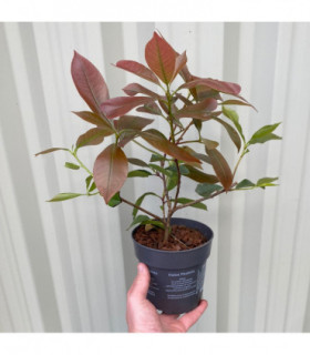 Photinia x fraseri 'Red Robin' 9cm-5L