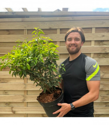 Portuguese Laurel | Prunus lauroceras 'Angustifolia'.