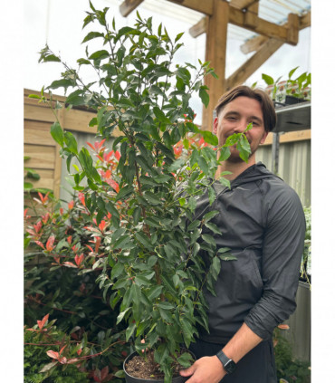 Portuguese Laurel | Prunus lauroceras 'Angustifolia'.