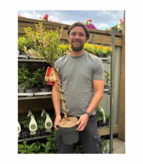 Salix intergra 'Hakuro - Nishiki' SPIRAL Flamingo Dwarf Willow Tree (80-90cm)