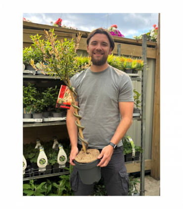 Salix intergra 'Hakuro - Nishiki' SPIRAL Flamingo Dwarf Willow Tree (80-90cm)