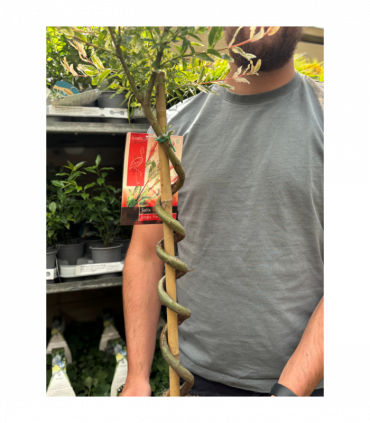 Salix intergra 'Hakuro - Nishiki' SPIRAL Flamingo Dwarf Willow Tree (80-90cm)