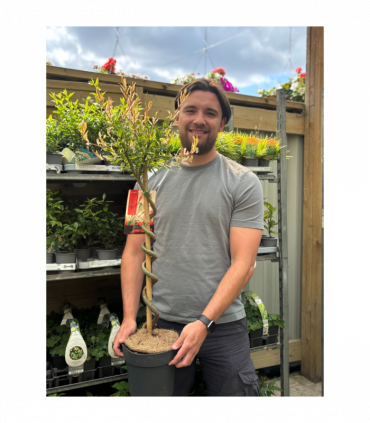 Salix intergra 'Hakuro - Nishiki' SPIRAL Flamingo Dwarf Willow Tree (80-90cm)