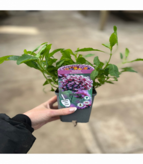Verbena bonariensis 9cm/1.5L/2L
