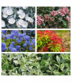 Hardy Evergreen Mixed Shrub Deal (5 x 9cm Pots)