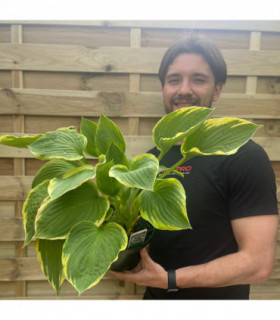 Hosta 'Aureomarginata' 1.5L