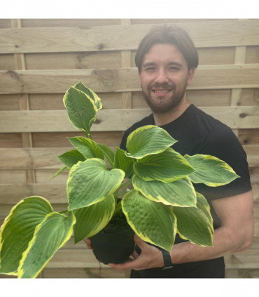 Hosta 'Aureomarginata' 1.5L