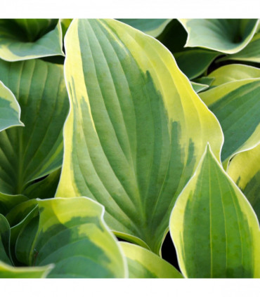 Hosta 'Aureomarginata' 1.5L