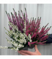 Mix of 3 Calluna Heather (9cm Pot)