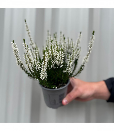 Mix of 3 Calluna Heather (9cm Pot)