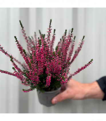 Mix of 3 Calluna Heather (9cm Pot)