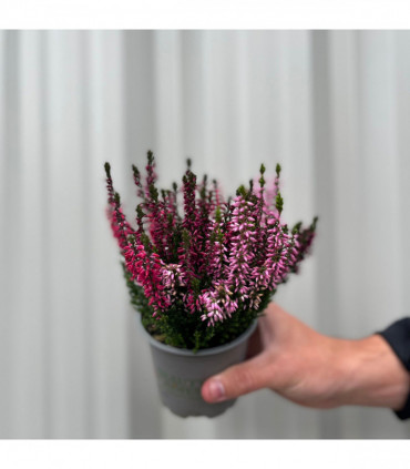 Mix of 3 Calluna Heather (9cm Pot)