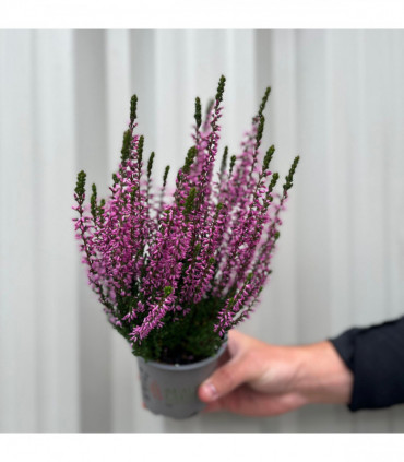 Mix of 3 Calluna Heather (9cm Pot)