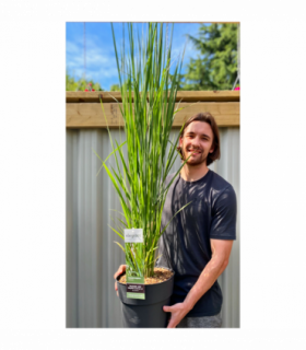 Panicum virigatum Northwind 9cm / 2L / 12L