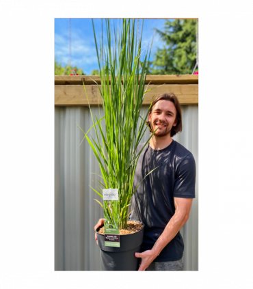 Panicum virigatum Northwind 9cm / 2L / 12L