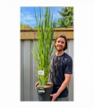 Panicum virigatum Northwind 9cm / 2L / 12L