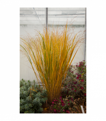 Panicum virigatum Northwind 9cm / 2L / 12L