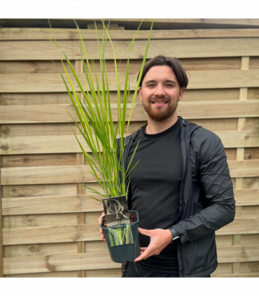 Panicum virigatum Northwind 9cm / 2L / 12L