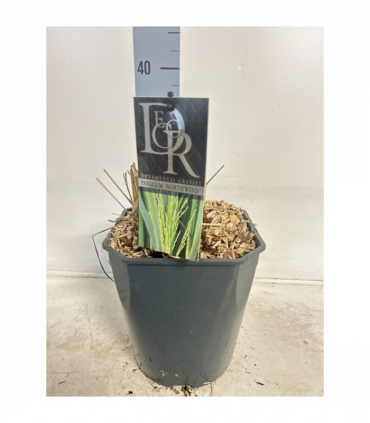 Panicum virigatum Northwind 9cm / 2L / 12L