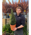 Yew Cone - Taxus Baccata Cone 70-80cm