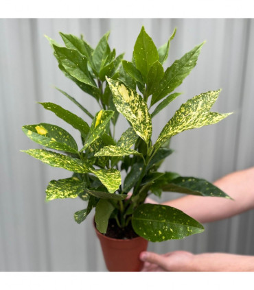 Aucuba japonica (Spotted Laurel) 1.5L (Multibuy Offers Available)