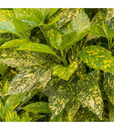 Aucuba japonica (Spotted Laurel) 1.5L (Multibuy Offers Available)