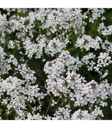 Hesperis matronalis var.albiflora 9cm/2L