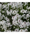 Hesperis matronalis var.albiflora 9cm/2L