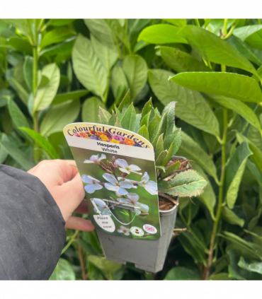 Hesperis matronalis var.albiflora 9cm/2L