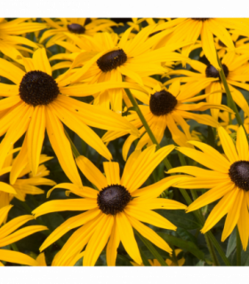 Rudbeckia fulgida Goldstrum 9cm