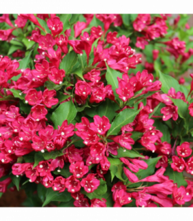 3 x Mixed Weigela 9cm