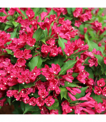 3 x Mixed Weigela 9cm