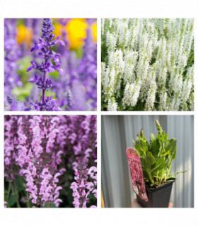 Mix of 3 Salvia (3 x 9cm Pots)