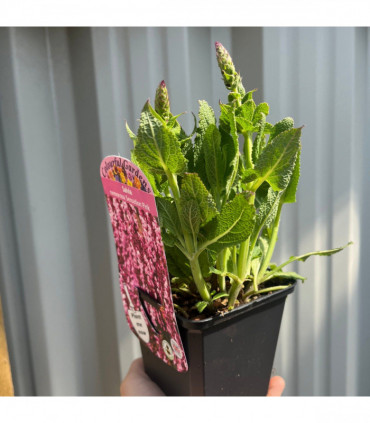 Mix of 3 Salvia (3 x 9cm Pots)