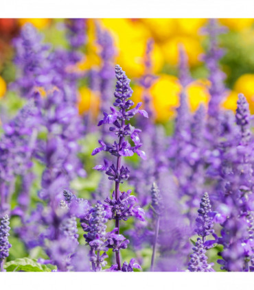 Mix of 3 Salvia (3 x 9cm Pots)