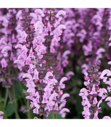 Mix of 3 Salvia (3 x 9cm Pots)