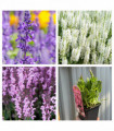 Mix of 3 x Salvias 9cm