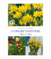 Narcissus 'Tête-à-tête' - Dwarf Scented Daffodil (10/16Bulbs)