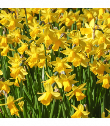 Narcissus 'Tête-à-tête' - Dwarf Scented Daffodil (10/16Bulbs)