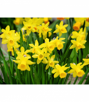 Narcissus 'Tête-à-tête' - Dwarf Scented Daffodil (10/16Bulbs)