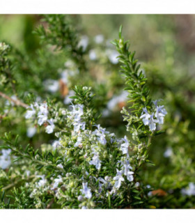 Rosmarinus officinalis 'Prostratus Group' 9cm-2L