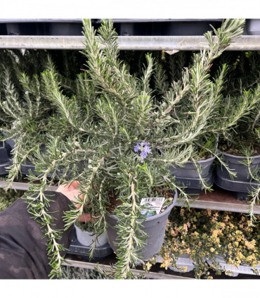Rosmarinus officinalis 'Prostratus Group' 9cm-2L