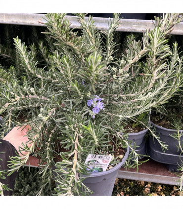 Rosmarinus officinalis 'Prostratus Group' 9cm-2L