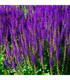 Salvia nemorasa 'Caradonna' 9cm / 2L