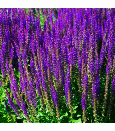 Salvia nemorasa 'Caradonna' 9cm / 2L